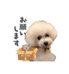 chacoの日常（個別スタンプ：4）