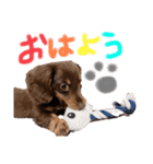 ぼくのまいにち らいのすけ（個別スタンプ：9）