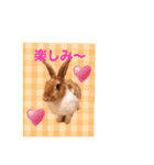 うさぎのチャコ❤️（個別スタンプ：1）