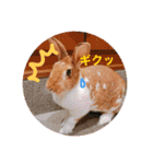 うさぎのチャコ❤️（個別スタンプ：2）