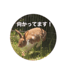 うさぎのチャコ❤️（個別スタンプ：3）