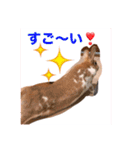 うさぎのチャコ❤️（個別スタンプ：6）