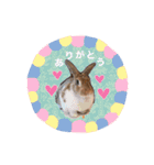 うさぎのチャコ❤️（個別スタンプ：8）
