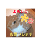 うさぎのチャコ❤️（個別スタンプ：9）