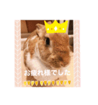 うさぎのチャコ❤️（個別スタンプ：11）
