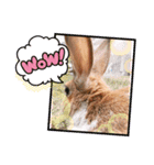 うさぎのチャコ❤️（個別スタンプ：13）