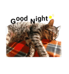 しまたにえん（個別スタンプ：3）