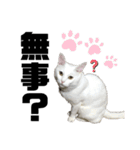 くろばちゃん（個別スタンプ：13）