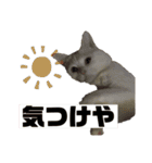 くろばちゃん（個別スタンプ：21）