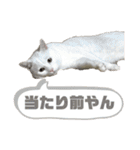 くろばちゃん（個別スタンプ：29）