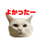 くろばちゃん（個別スタンプ：34）