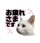 くろばちゃん（個別スタンプ：37）