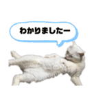 くろばちゃん（個別スタンプ：40）