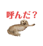 わたしのスタンプとおさみ達（個別スタンプ：4）