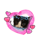 可愛い猫たちฅ•ω•ฅ（個別スタンプ：2）