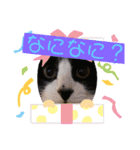可愛い猫たちฅ•ω•ฅ（個別スタンプ：4）
