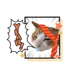 可愛い猫たちฅ•ω•ฅ（個別スタンプ：6）