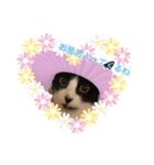 可愛い猫たちฅ•ω•ฅ（個別スタンプ：7）