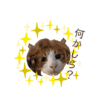 可愛い猫たちฅ•ω•ฅ（個別スタンプ：8）