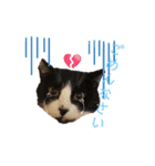 可愛い猫たちฅ•ω•ฅ（個別スタンプ：10）