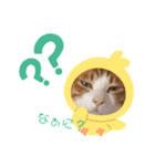 可愛い猫たちฅ•ω•ฅ（個別スタンプ：13）