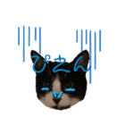 可愛い猫たちฅ•ω•ฅ（個別スタンプ：14）