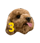 ToTo＆KoKo（個別スタンプ：4）