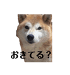 わたしが使いたいだけのスタンプ2020(改)（個別スタンプ：12）