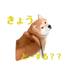 わたしが使いたいだけのスタンプ2020(改)（個別スタンプ：13）