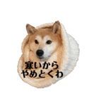 わたしが使いたいだけのスタンプ2020(改)（個別スタンプ：25）