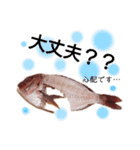 捌かれた魚（個別スタンプ：4）