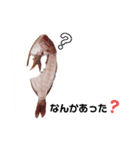 捌かれた魚（個別スタンプ：15）