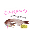 捌かれた魚（個別スタンプ：20）