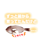 捌かれた魚（個別スタンプ：24）