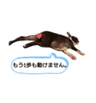 ボストンテリアのピノ＆チップ（個別スタンプ：11）