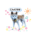 ゆずるオンリーワン3（個別スタンプ：6）