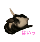 ヴィトくんの気持ち（個別スタンプ：2）