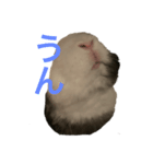 ヴィトくんの気持ち（個別スタンプ：5）
