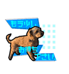 犬敬語スタンプ（個別スタンプ：1）