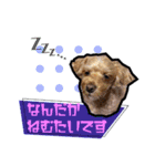 犬敬語スタンプ（個別スタンプ：5）