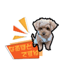犬敬語スタンプ（個別スタンプ：7）