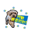 犬敬語スタンプ（個別スタンプ：11）
