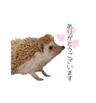 もぐらとひぐま（個別スタンプ：1）