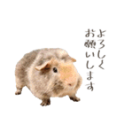 もぐらとひぐま（個別スタンプ：3）