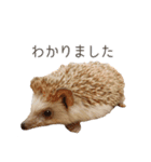 もぐらとひぐま（個別スタンプ：6）