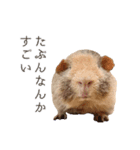 もぐらとひぐま（個別スタンプ：13）