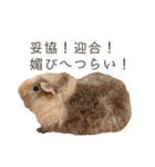 もぐらとひぐま（個別スタンプ：16）