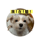 汪汪小狗（個別スタンプ：3）