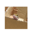ヒョウモントカゲモドキのつぶ（個別スタンプ：3）