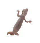 ヒョウモントカゲモドキのつぶ（個別スタンプ：5）
